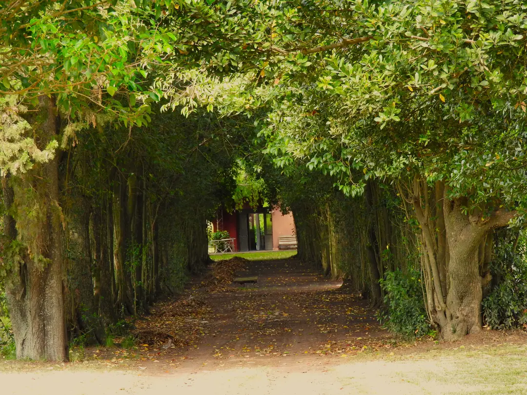 Tree-lined avenue leading to Las Mandarinas