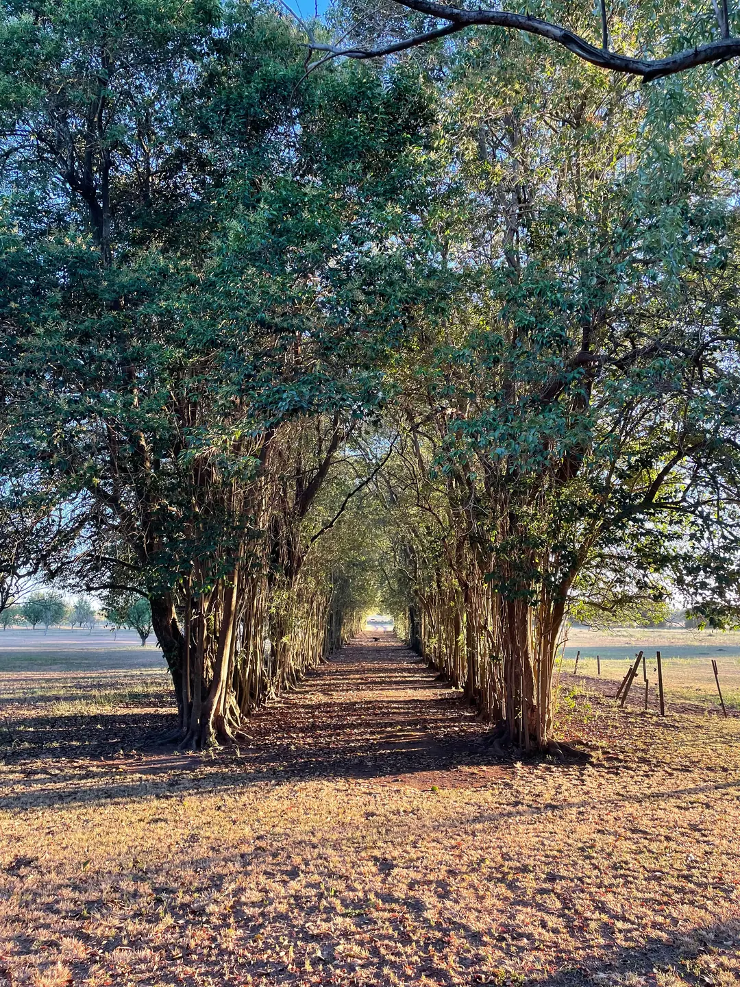 An avenue of trees at dawn