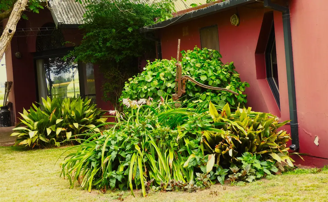 Lush planting beside the red walls of the house