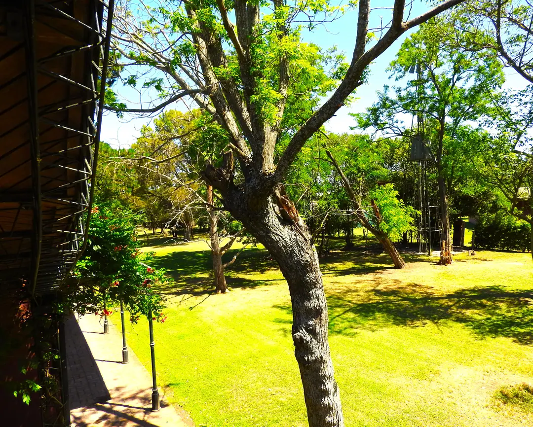 Tree and garden beside the house