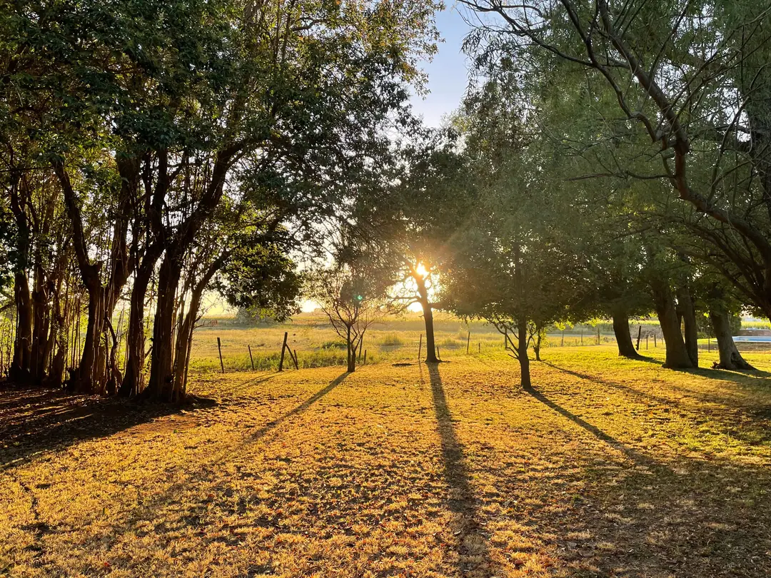 Trees across the park in the morning light