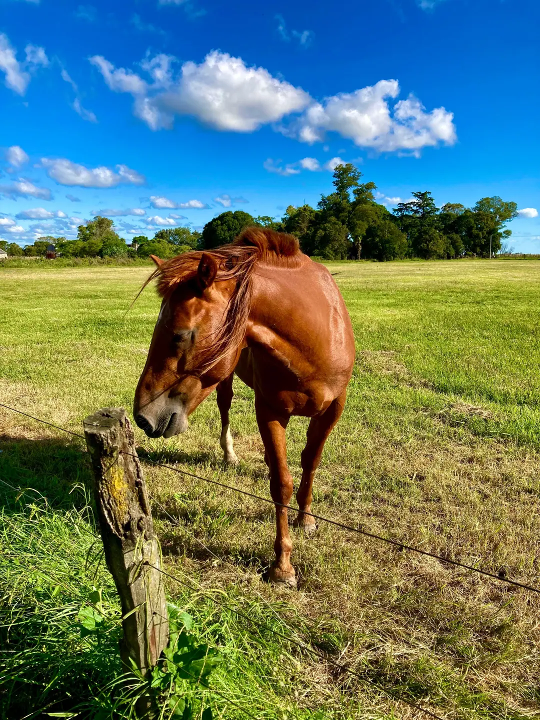 Horses at the wooden gate