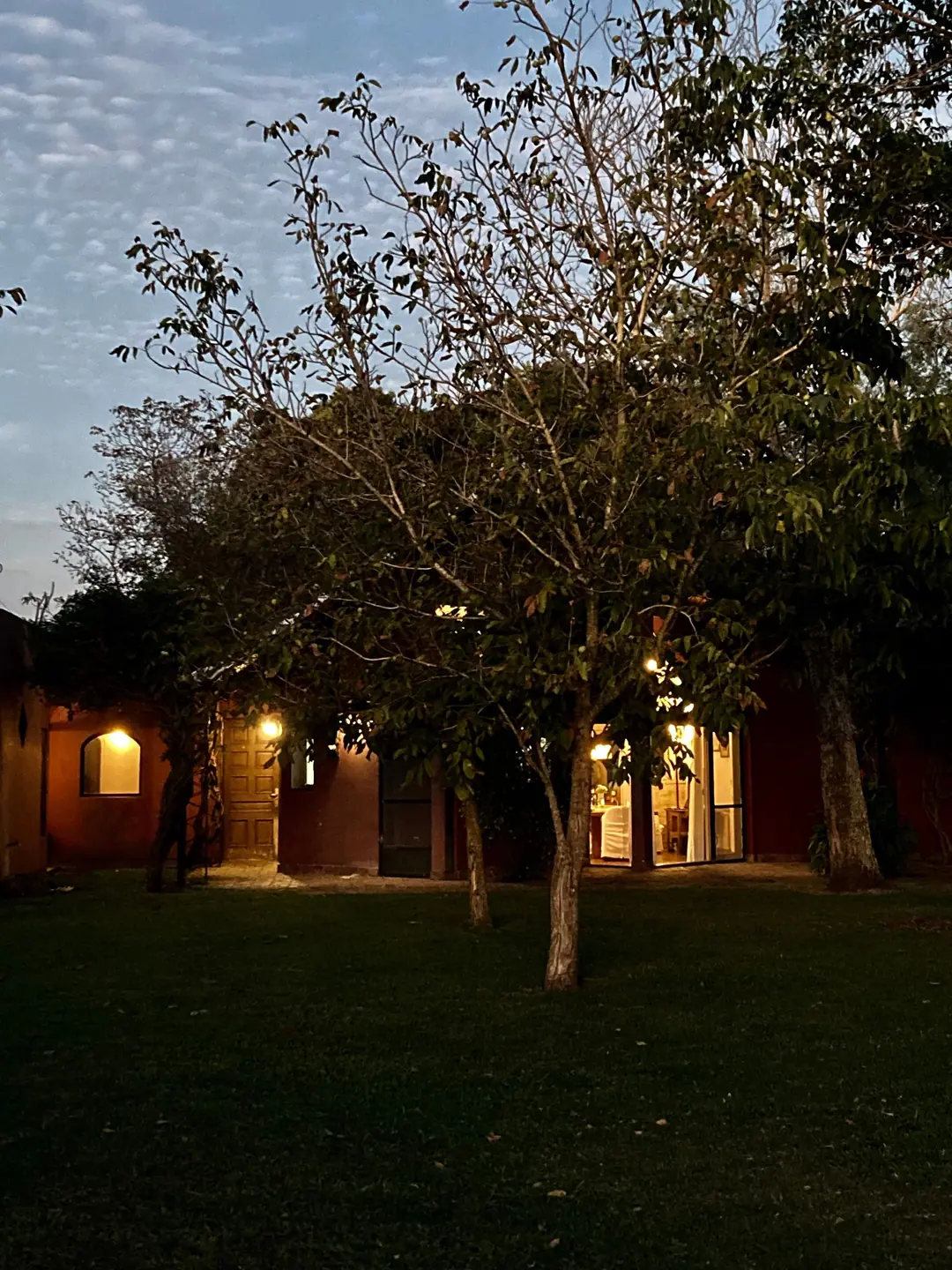 An avenue of trees at dawn
