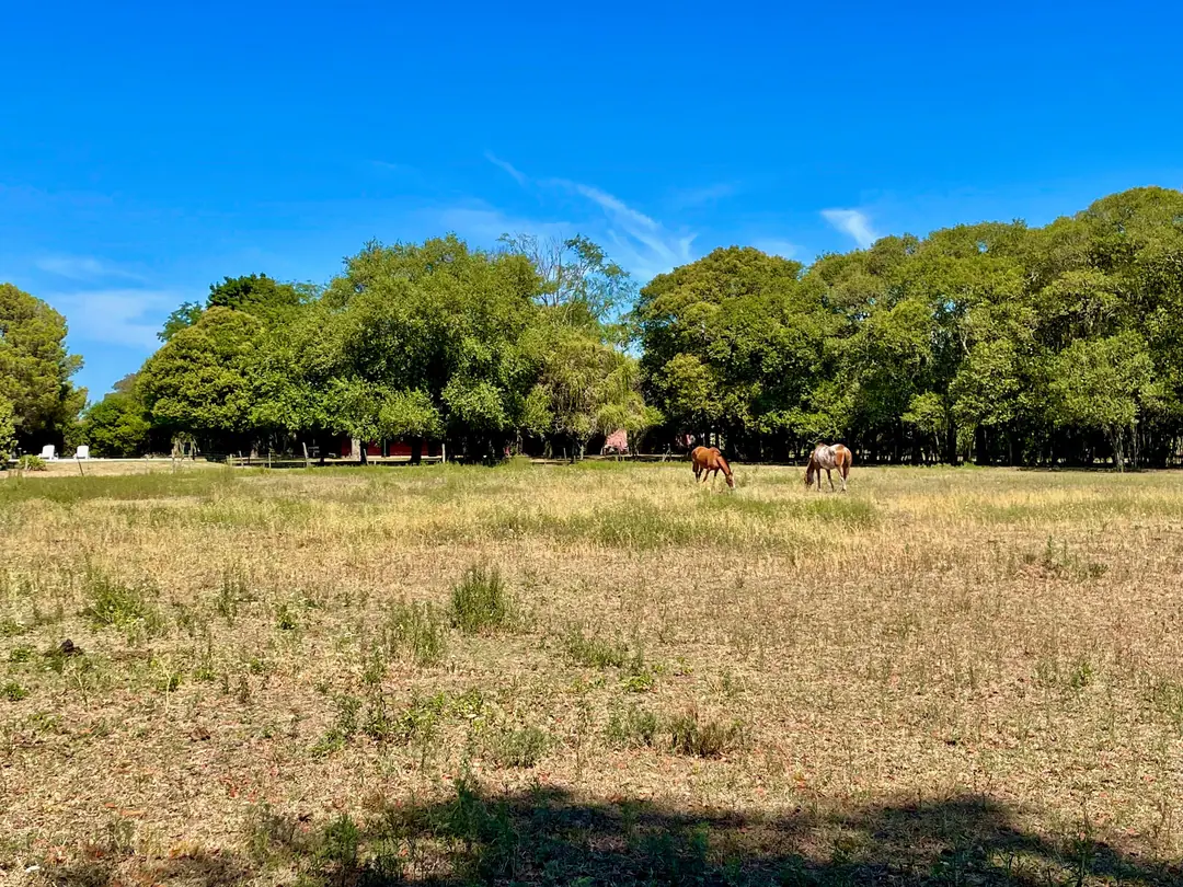 Open fields with horses grazing