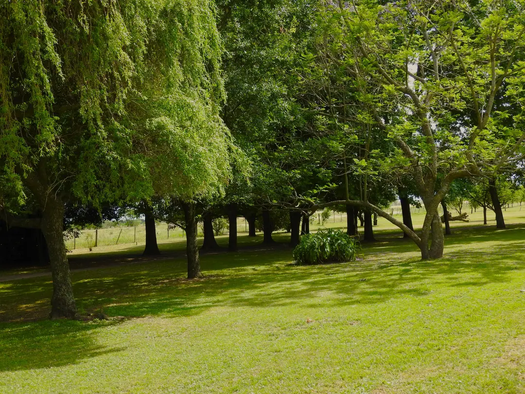 Trees across the park in the morning light