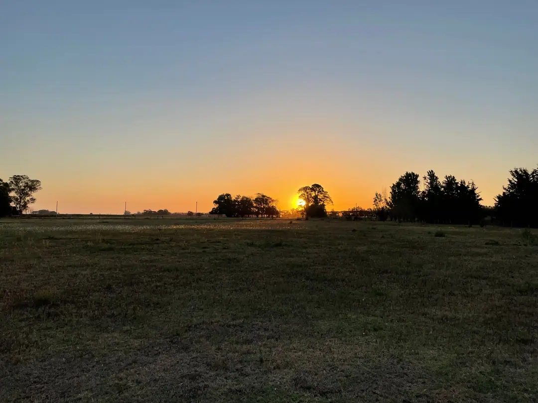 Open fields with horses grazing
